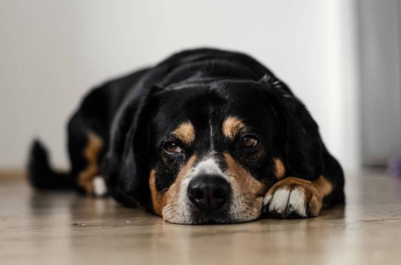 Cómo convertir tu coworking en un espacio pet-friendly