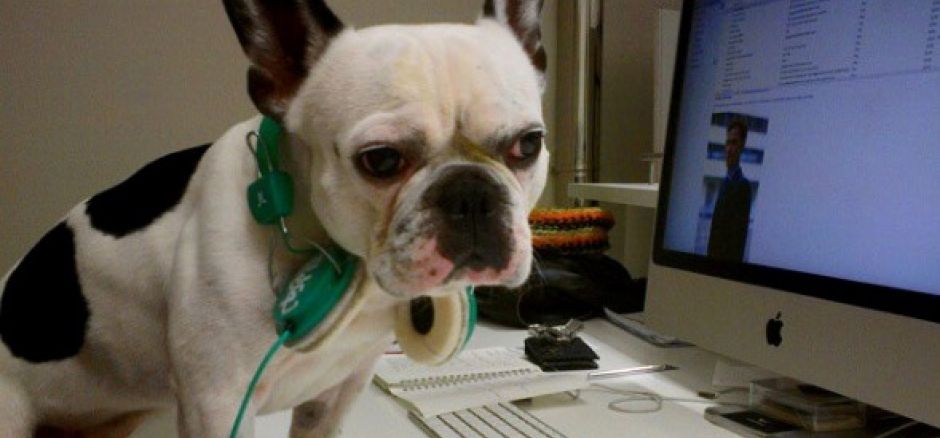 ¿Sabías que algunos espacios de coworking permiten llevarte a tu mascota?