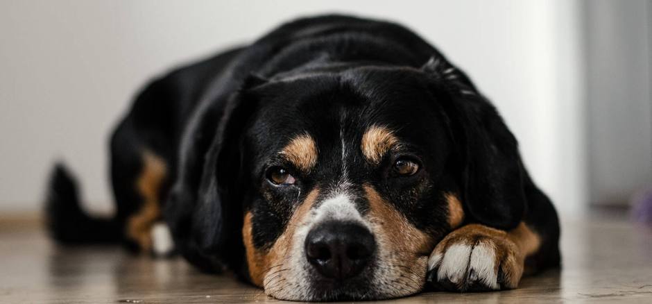 Cómo convertir tu coworking en un espacio pet-friendly